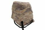 Fossil Theropod Rib Section w/ Metal Stand - Colorado #383244-2